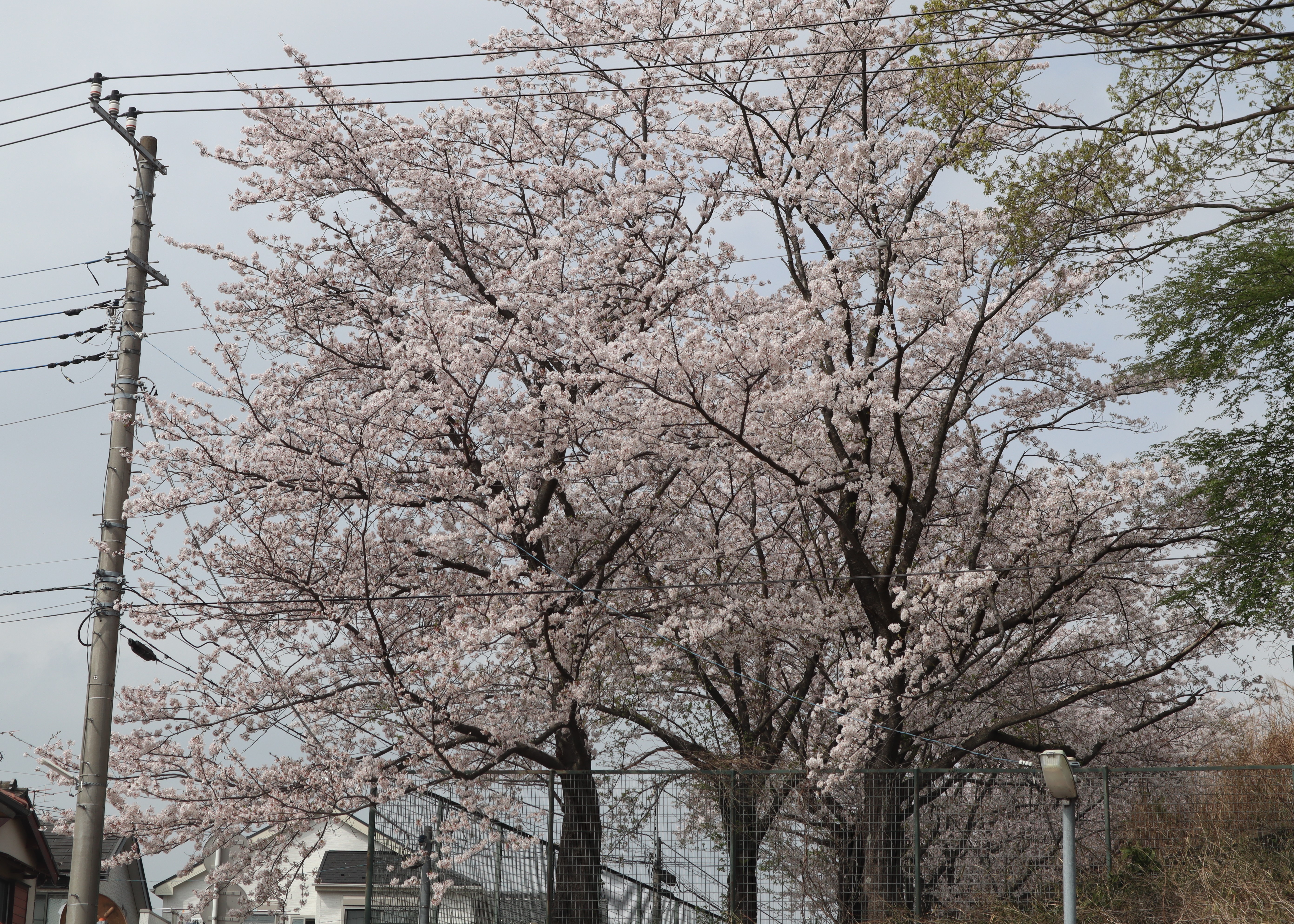 お花見☆彡